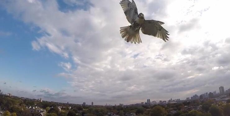 Hawks verschuilen zich tussen files voor prooiaanval.