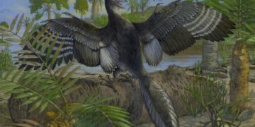 Het geheim van het aftrekken van de eerste vogels ontdekt