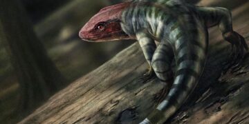 Oudste voorouder van zoogdieren ontdekt: de “patriarch” van de mensheid