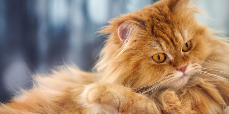 Het mysterie van oranje katten ontrafeld