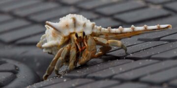 Illegale export van krab leidt tot drie arrestaties in Japan