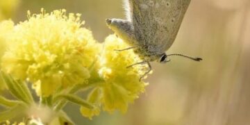 Vlinder leeft 40 duizend jaar geïsoleerd
