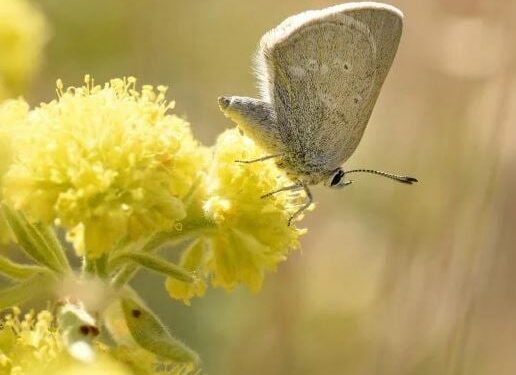Vlinder leeft 40 duizend jaar geïsoleerd