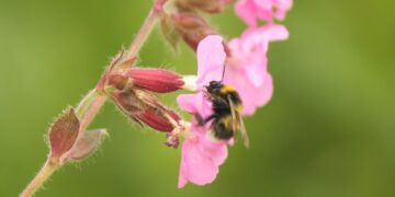 Onderzoekers redden bijen in Groot-Brittannië.
