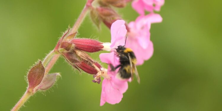 Onderzoekers redden bijen in Groot-Brittannië.