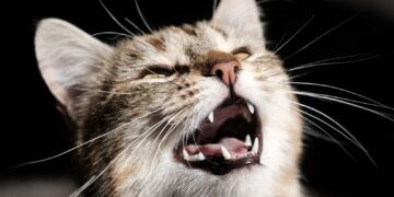 Kunstmatige intelligentie vertaalt dierengeluiden naar woorden: tech experts hopen het.