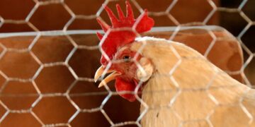 Verbod op chloor kip beschermt boeren en consumenten in VK