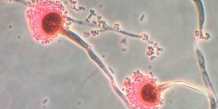 Dodelijke schimmel bedreigt VK door klimaatverandering