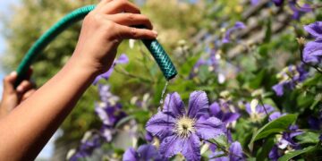 Schotten gevraagd om kortere douches te nemen en geen slangen te gebruiken na ‘droogste periode in 60 jaar’