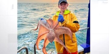 Octopussenplaag bedreigt visserij in Britse wateren