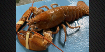 Zeldzame gouden kreeft gered door oplettende kok in VS