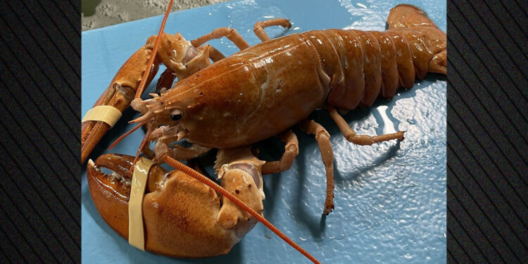 Zeldzame gouden kreeft gered door oplettende kok in VS