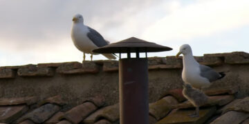 De Vaticaanse zeemeeuwen: een kwartier van roem op wereldwijde televisie