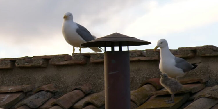 De Vaticaanse zeemeeuwen: een kwartier van roem op wereldwijde televisie