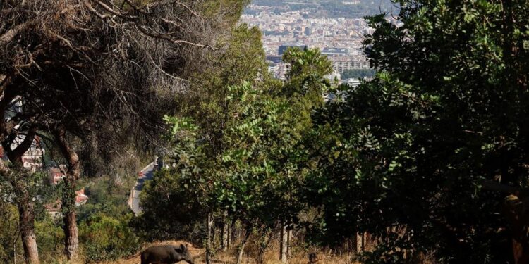 Varkens gedomesticeerd in China 8000 jaar geleden