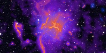 Reuzenkrullen gevonden op oude stelaxten