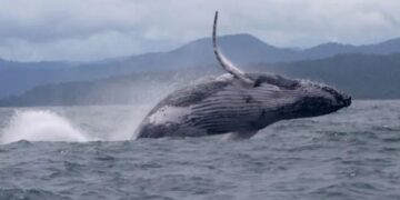 Walvissen begroeten bubbels: een vriendelijke ontmoeting met de natuur