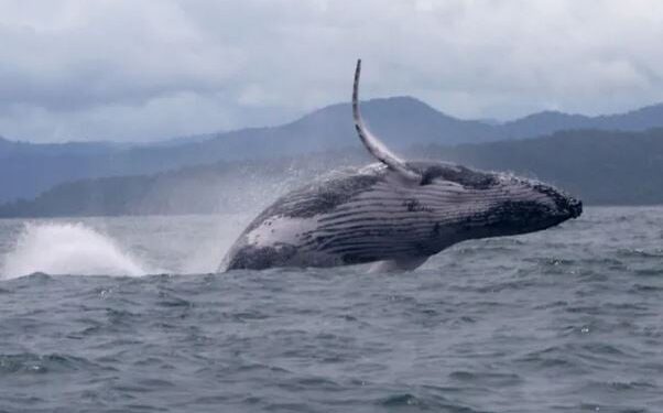 Walvissen begroeten bubbels: een vriendelijke ontmoeting met de natuur