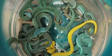 Man smokkelt giftige slangen in koffer naar India