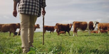 Opekepe: het grote financiële schandaal zonder resultaat