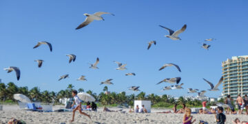Stad in wanhoop: zeemeeuwen vallen postmensen en bezoekers aan
