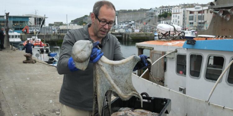 De Octopus boom: van Engeland tot ‘perfect storm’ in het zuidwesten