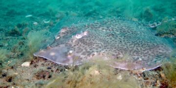 Roggen, haaien en oesters kunnen floreren ondanks klimaatverandering, zegt rapport.