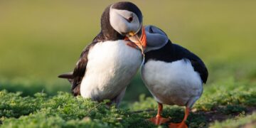 Nieuwe wet in Wales om natuurcrisis aan te pakken