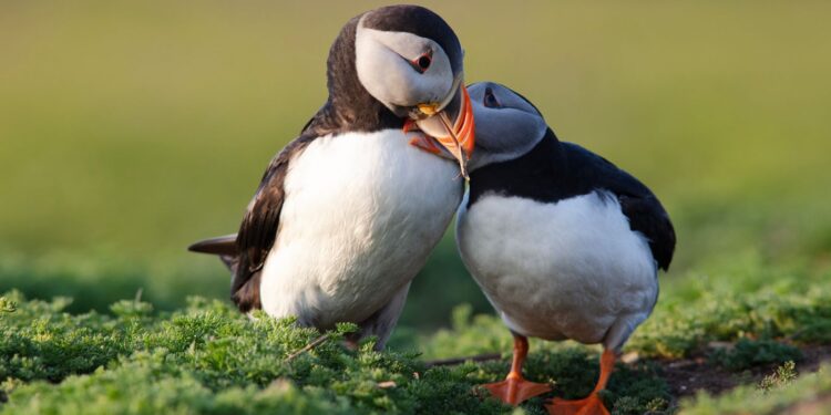 Nieuwe wet in Wales om natuurcrisis aan te pakken