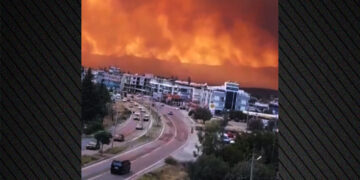 Veelzijdige kalkoen: Brandt smyrna, regent as in Patmos