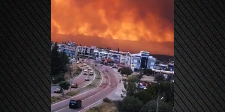Veelzijdige kalkoen: Brandt smyrna, regent as in Patmos