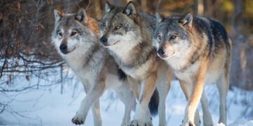 Hernieuwde wildernis: Wolven en herbebossing in Yellowstone