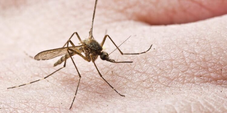 Twee doden en 32 gevallen van West-Nijlvirus in Italië