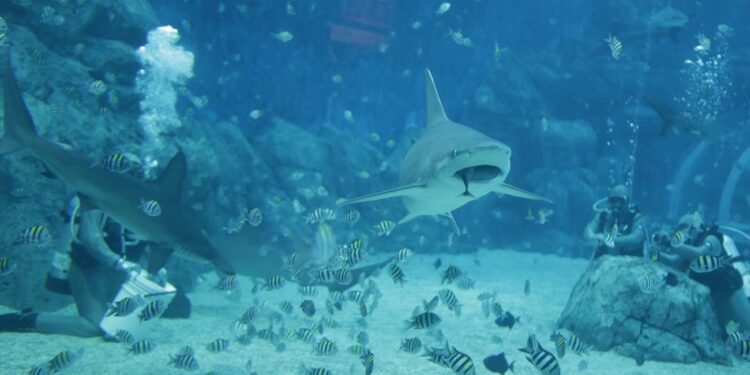 Haaien worden meteorologen in wetenschappelijk onderzoek
