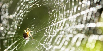 Ooit waren spinnen inwoners van de oceanen
