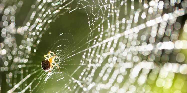 Ooit waren spinnen inwoners van de oceanen