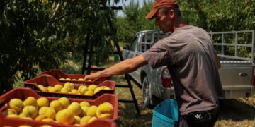Verouderingsbeleid Commissie leidt tot hogere voedselprijzen