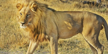 Avonturen van de Lion Bit in het nationale park van Washington