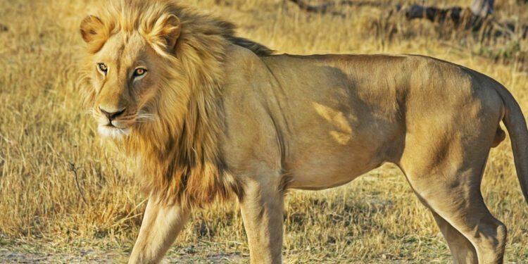 Avonturen van de Lion Bit in het nationale park van Washington