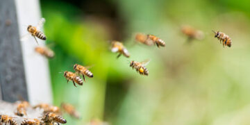 24 gewonden bij bijen-aanval in Frankrijk, drie ernstig gewond
