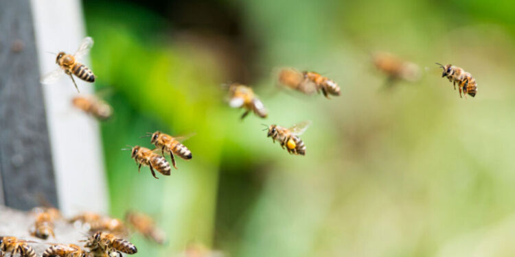24 gewonden bij bijen-aanval in Frankrijk, drie ernstig gewond