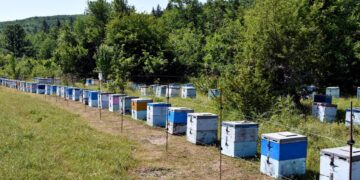 Angst voor cheques na vinger in de “honing” – Massale beoordelingen van toepassingen