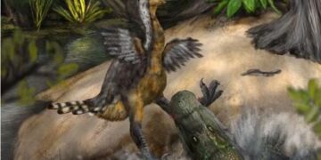 Oude alligatoraanval op ‘terreurvogel’ onthuld door paleontologen