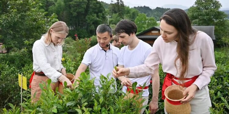 Een Eeuw Chinese Zwarte Thee: Vol van Geur en Geschiedenis