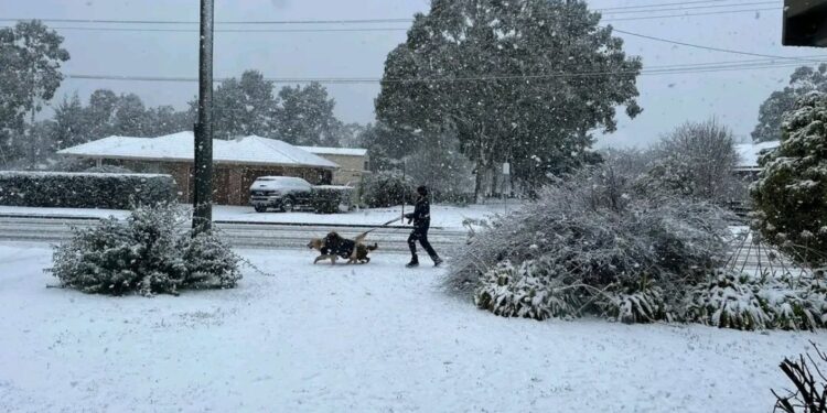 Zeldzame sneeuwval in Oost-Australië: steden bedekt met 50 cm sneeuw