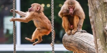 Dierentuin voedt bavianen aan leeuwen, wordt vergeleken met nazi’s