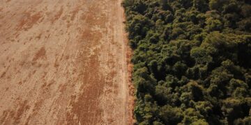 Amazonewoud transformeert in droge savanne door klimaatverandering