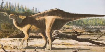 Eerste dinosaurus met zeil op de achterkant ontdekt