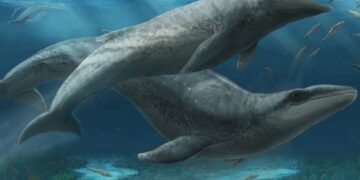 De dodelijke schattigheid van de oude walvis