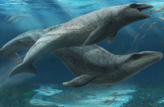 De dodelijke schattigheid van de oude walvis